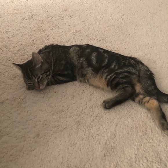 Meet your Posher, Amber - Picture 1 of 1